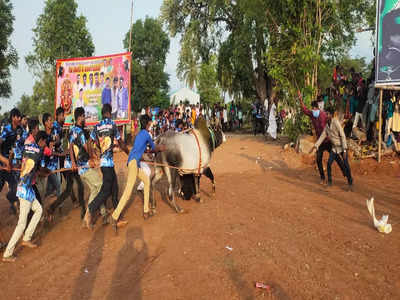 பாலக்கோடு ஶ்ரீ திரெளபதி அம்மன் திருவிழா; கோலாகலமாக நடந்த எருது விடும் விழா!