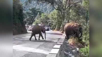 நீலகிரி நெடுஞ்சாலையில் பலாப்பழத்தை ருசி பார்த்த யானைக்கூட்டம்!!