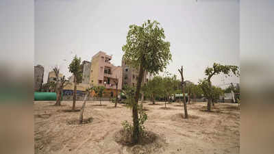 ट्री ट्रांसप्लांटेशन पॉलिसी लागू करने वाला पहला राज्य बना दिल्ली, 190 पेड़ फिर से हुए हरे-भरे