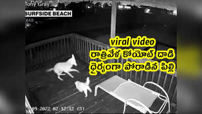 viral video: రాత్రివేళ కోయోట్‌ దాడి.. ధైర్యంగా పోరాడిన పిల్లి