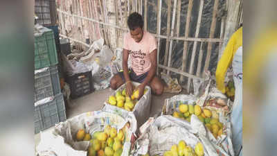 Mango Festival: বিশেষ উৎসবে যোগ দিতে রাজধানী পাড়ি  দিচ্ছে Malda-র আম