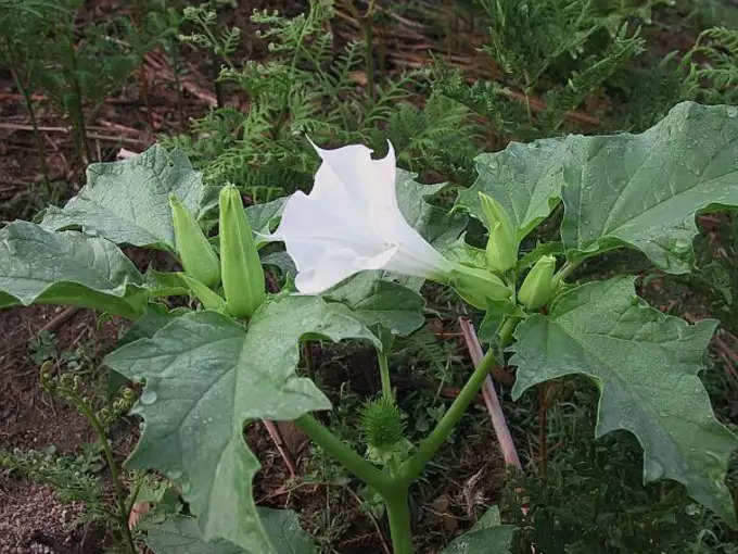 Black Datura Plant