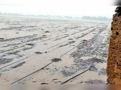 ગુજરાતમાં આગામી પાંચ દિવસ વરસાદની આગાહી, સૌરાષ્ટ્ર અને દ. ગુજરાતના ખેડૂતો ખુશ 