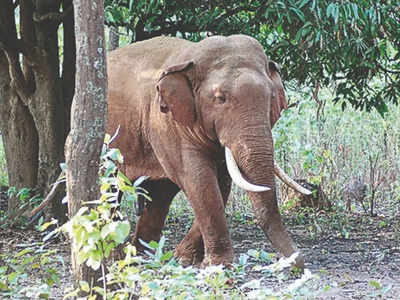 വൃദ്ധയെ ചവിട്ടിക്കൊന്ന ആന സംസ്കാരത്തിനിടെ വീണ്ടുമെത്തി; മൃതദേഹവും നിലത്തിട്ട് ചവിട്ടി