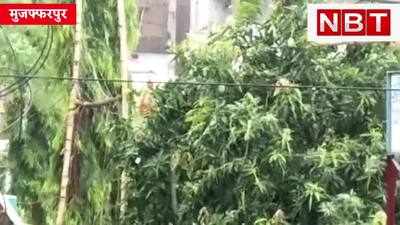 मुजफ्फरपुर में राहत की बरसात, बिहार के कई जिलों में बदला मौसम का मिजाज, Watch Video
