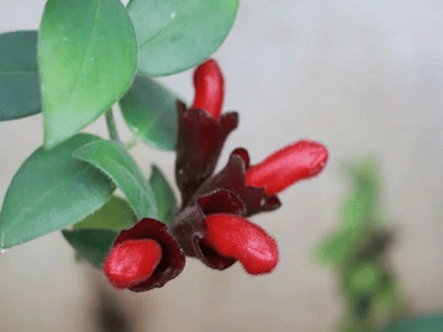 গাছে গজাচ্ছে Lipstick! অভাবনীয় ঘটনায় শোরগোল Arunachal Pradesh-এ