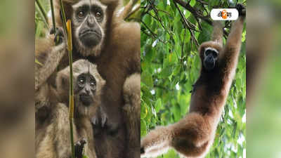 বিলুপ্তির পথে Hoolock Gibbon, বিরল প্রজাতির এই প্রাণীকে সংরক্ষণের উদ্যোগ Nagaland-এ