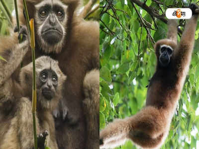 বিলুপ্তির পথে Hoolock Gibbon, বিরল প্রজাতির এই প্রাণীকে সংরক্ষণের উদ্যোগ Nagaland-এ