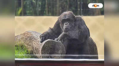 Alipore Zoo-তে খাঁচা ছেড়ে ভাগলবা শিম্পাঞ্জি! বাগে আনতে ঘুমপাড়ানি গুলি