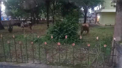 ಠಾಣೆ ಅವರಣದಲ್ಲಿ ನೆಟ್ಟಿದ್ದ ಗಿಡಗಳನ್ನು ಮೇಯ್ದಿದ್ದಕ್ಕೆ ಹಸುಗಳನ್ನೇ ಬಂಧಿಸಿದ ಬೇಲೂರು ಪೊಲೀಸರು!