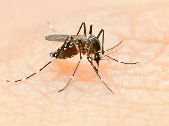 ​गरोदरपणात डेंग्यू तापाची लक्षणे