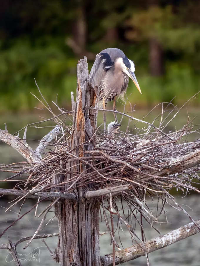 అరుదైన గ్రేట్ బ్లూ హెరాన్ (Great Blue Heron)కి బేబీ పుట్టింది.