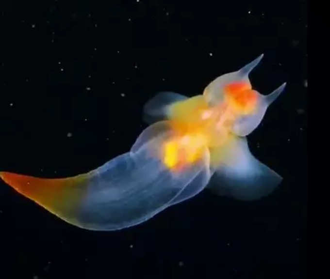 ఇది సముద్ర దేవదూత (Sea angel (Clione limacina)). ఇది ఆర్కిటిక్, నార్త్ అట్లాంటిక్ సముద్రాల్లోని చల్లటి నీటిలో కనిపిస్తుంది.