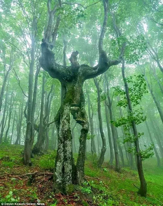 చెట్టు మనిషి. బల్గేరియాలోని బల్కాన్స్‌లో చూడొచ్చు. ఇది 30 మీటర్ల ఎత్తున్న బీచ్ చెట్టు (beech tree)