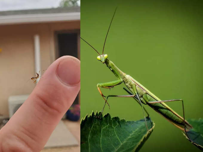 (ఎడమవైపు) చిన్న గొల్లభామ (praying mantis). (కుడివైపు) పెరిగాక ఇలా ఉంటుంది 