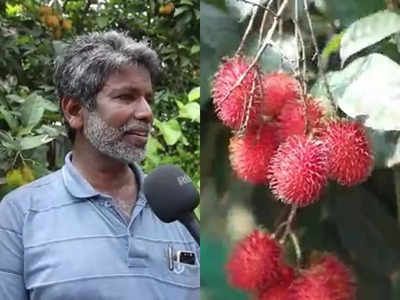 വിട്ട് മുറ്റത്ത് വിദേശ പഴങ്ങളുടെ പറുദീസ ഒരുക്കി മലപ്പുറത്തെ കർഷകൻ! വീഡിയോ കാണാം