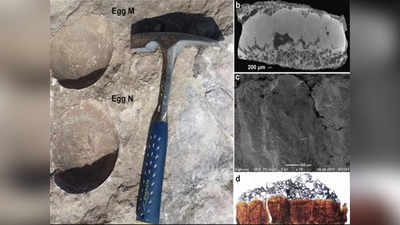 अद्भुत! अद्वितीय!! संशोधकांना डायनोसॉरच्या अंड्यात सापडलं अंडं; मध्य प्रदेशात चमत्कार