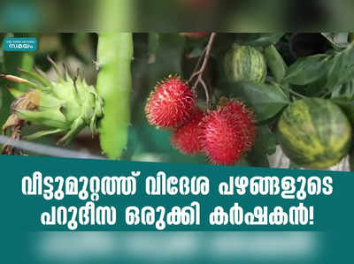 വീട്ടുമുറ്റത്ത് പഴങ്ങളുടെ പറുദീസ ഒരുക്കി കർഷകൻ!