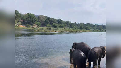 കോടനാട്ടിലെ മൃഗങ്ങളുടെ അഭയാരണ്യത്തിലേക്ക് ഒന്ന് പോയാലോ