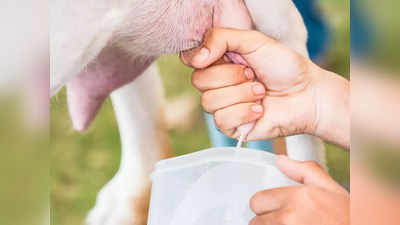 goat milk for skin: ஆட்டுப்பாலை சருமத்துக்கு பயன்படுத்தினா என்ன மாதிரி பலன்கள் கிடைக்கும்...