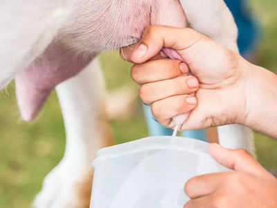 goat milk for skin: ஆட்டுப்பாலை சருமத்துக்கு பயன்படுத்தினா என்ன மாதிரி பலன்கள் கிடைக்கும்...