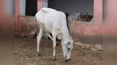 फतेहपुर में डीएम की गाय की देखभाल के लिए डॉक्टरों की ड्यूटी लगाने का मामले में लिपापोती जारी