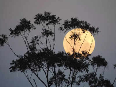 আজ সন্ধ্যায় আকাশে Strawberry Supermoon, বিরল দৃশ্যের সাক্ষী থাকুন