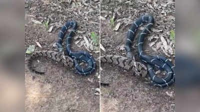 नन्हे से King Snake ने विशालकाय सांप को निगला, सामने आया चौंकाने वाला वीडियो