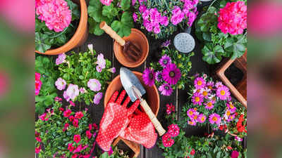 Vastu Tips For Plants रिश्तों में बढ़ेगा प्यार और विश्वास, घर में लगाएं ये 5 फूल