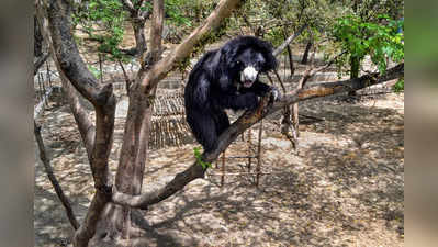 Gujarat news : गुजरात में बढ़ गए काले भालू, 400 से ज्यादा हुई संख्या