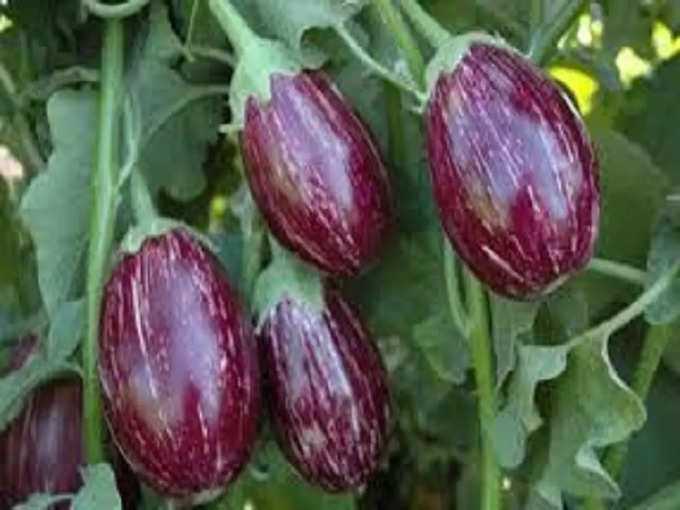 brinjal