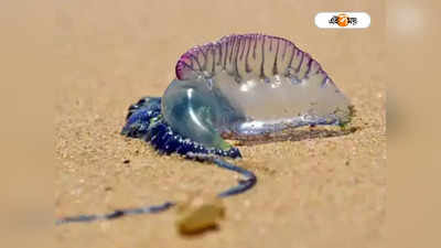 Jellyfish in Puri Sea Beach: জেলিফিশের ছোবলে ৪ দিনেই আক্রান্ত ১৩ জন