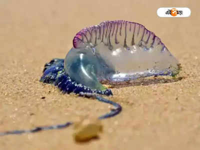 Jellyfish in Puri Sea Beach: জেলিফিশের ছোবলে ৪ দিনেই আক্রান্ত ১৩ জন