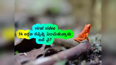 viral video: 14 లక్షల కప్పల్ని పెంచుతున్నాడు.. బట్ వై? 