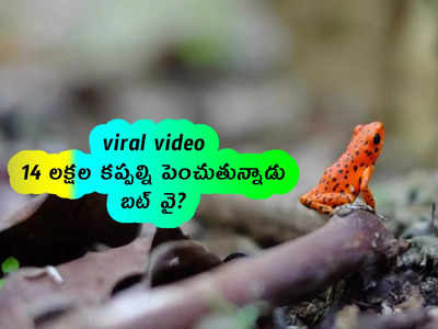 viral video: 14 లక్షల కప్పల్ని పెంచుతున్నాడు.. బట్ వై?