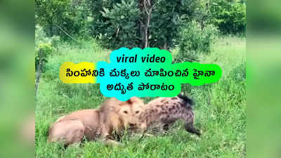 viral video: సింహానికి చుక్కలు చూపించిన హైనా.. అద్భుత పోరాటం