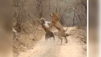 Tigers Fight నా వేట కోసం వస్తే తగ్గేదేలే.. పంజా విసురుకున్న పులులు.. భీకర పోరు
