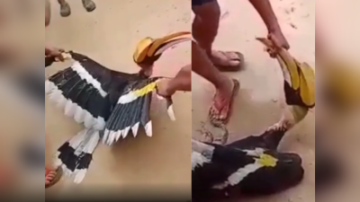 Shocking Video: विलुप्‍त हो रहे इंडियन येलो-ब‍िल्‍ड हॉर्नब‍िल पक्षी के साथ हैवानियत, पीटकर मार डाला, तीन ग‍िरफ्तार