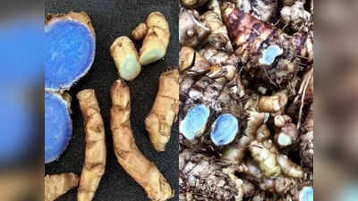 Black turmeric benefits: औषधीय गुणों का खजाना है काली हल्दी, खाते ही तुरंत मिलता है गैस, अस्थमा समेत इन 9 बीमारियों से आराम