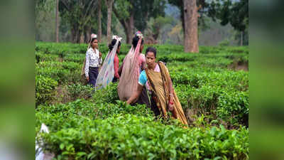 Tea Garden: মজুরি মেটানোর আশ্বাস কর্তৃপক্ষের, ধরনা তুলে নিলেন চা বাগানের শ্রমিকরা