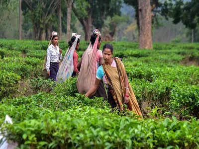 Tea Garden: মজুরি মেটানোর আশ্বাস কর্তৃপক্ষের, ধরনা তুলে নিলেন চা বাগানের শ্রমিকরা