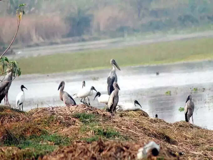 सूरजपुर बर्ड सैंचुरी - Surajpur Bird Sanctuary, Noida