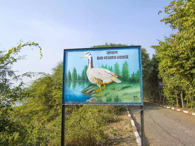 ओखला बर्ड सैंचुरी - Okhla Bird Sanctuary, Noida