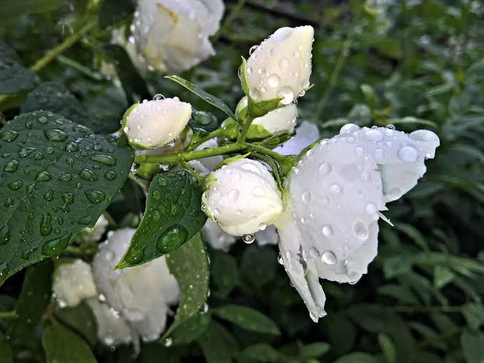 ​ಮಲ್ಲಿಗೆಯಿಂದ ಹೀಗೆ ಮಾಡಿ