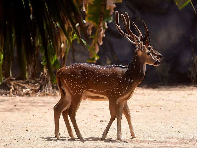 ​এরাভিকুলম জাতীয় উদ্যান এবং আনাইমুদি শৃঙ্গ