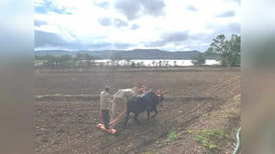 समाधानकारक पाऊस नसल्यानं पेरण्या खोळंबल्या, राज्यातील शेतकरी हवालदिल
