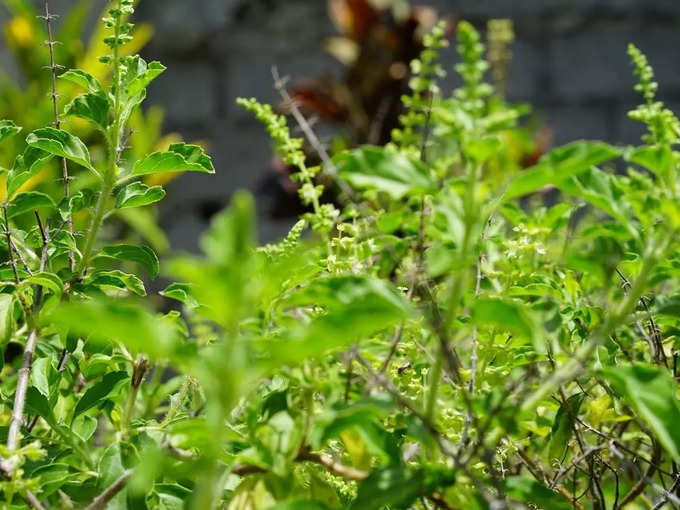 Tulsi Leaf