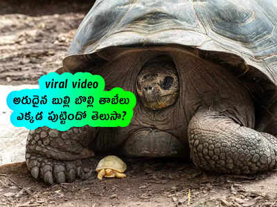 viral video: అరుదైన బుల్లి బొల్లి తాబేలు.. ఎక్కడ పుట్టిందో తెలుసా?