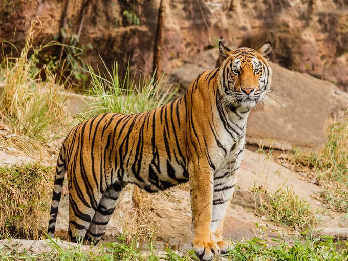 रणथंभौर राष्ट्रीय उद्यान, राजस्थान - Ranthambore National Park, Rajasthan