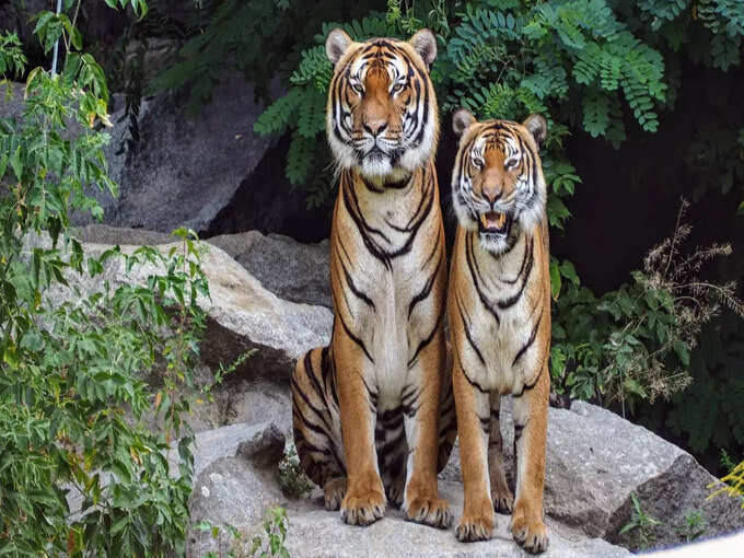 बांधवगढ़ राष्ट्रीय उद्यान, मध्य प्रदेश - Bandhavgarh National Park, Madhya Pradesh